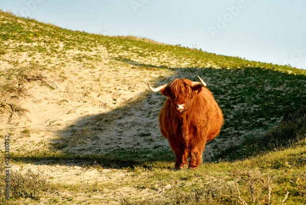 Fototapeta A Scottish Highland cattle in the North Holland dune reserve. Schoorlse Duinen, Netherlands.