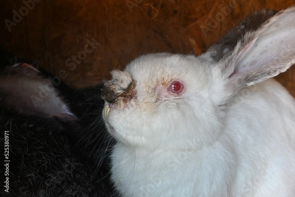 Fototapeta Rabbit with overgrown teeth. rabbit after an illness. malocclusion. the rabbit has a swollen nose. festering wound.