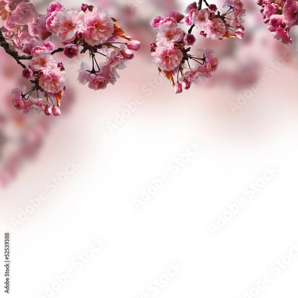 Obraz Blooming sakura