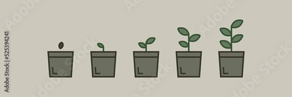 Obraz Stages of growing plant in a potted plant. Life cycle and stages of growing plant in pot. Phases from seed to sprout and bloom.