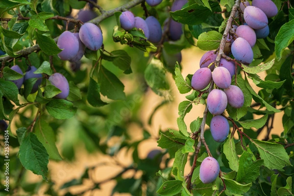 Fototapeta Reife Zwetschgen am Ast im Abendlicht