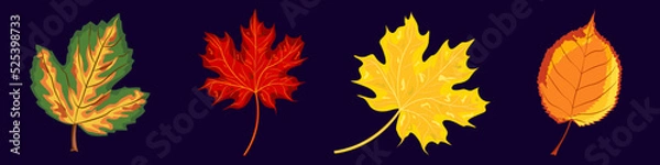 Fototapeta Set of autumn vector leaves. Yellowed leaves, elements for creating autumn compositions