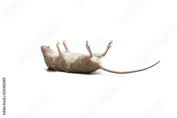 Obraz dead mouse isolated on white background