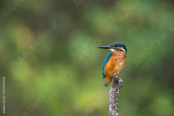 Obraz Martin pécheur 