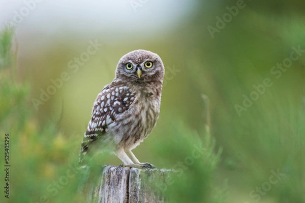 Obraz chevêche d'Athéna  