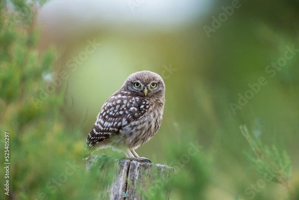 Fototapeta chevêche d'Athéna  