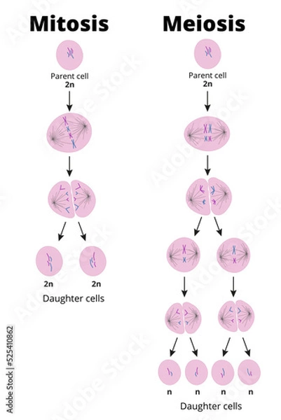 Obraz Difference between mitosis and meiosis. Types of cell division that produce diploid or haploid cells. Vector illustration. Didactic illustration.
