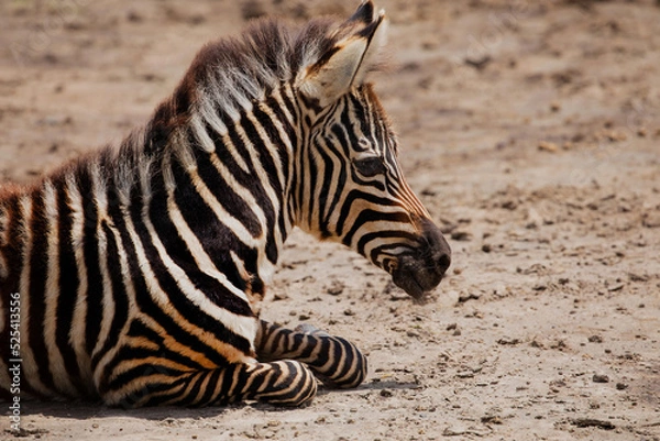 Obraz a small zebra foal lies in a meadow and looks into the camera very closely. Ngoro Ngoro National African Park
