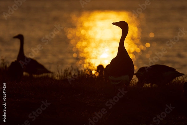 Obraz giraffe at sunset