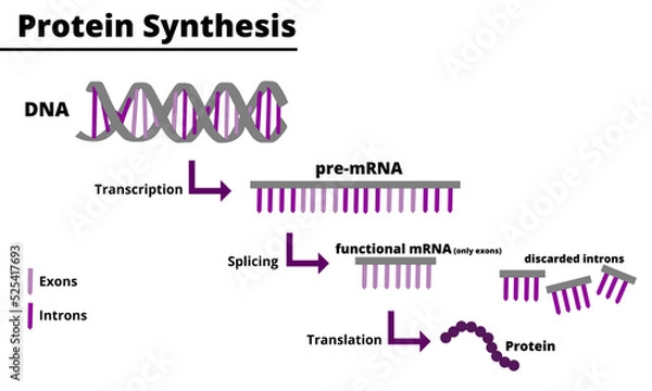 Obraz Protein synthesis process. Production of proteins from DNA. Processes of transcription, splicing and traduction. Vector illustration. Didactic illustration.
