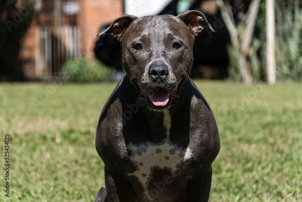 Fototapeta Blue nose Pit bull dog playing in the green grassy field. Sunny day. Dog having fun, running and playing ball. Selective focus