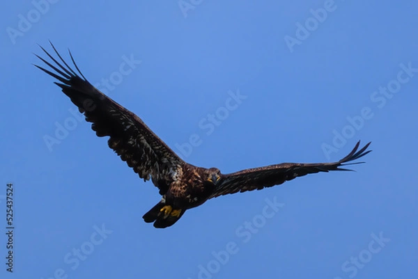 Fototapeta juvenile bald eagle soaring