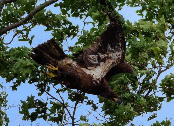 Fototapeta juvenile bald eagle diving from tree