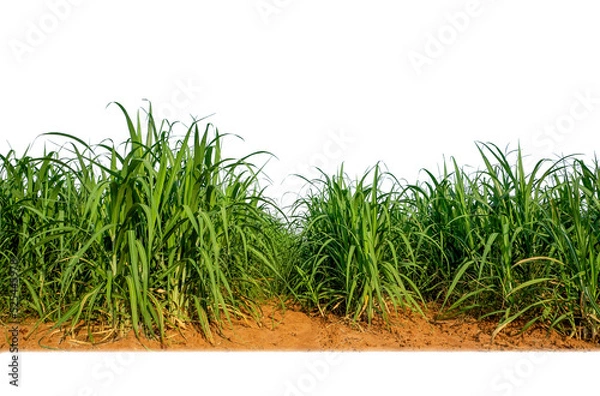 Fototapeta Sugar cane isolated on white background and cliping path