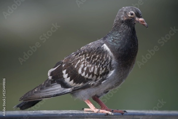 Obraz Pigeon