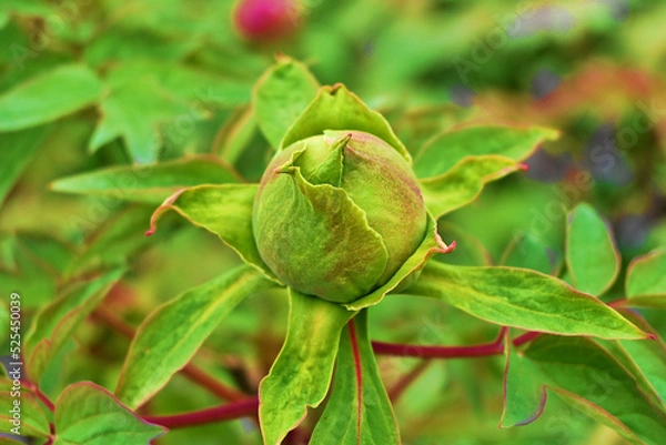 Fototapeta 牡丹のつぼみ