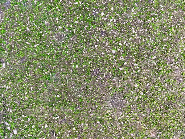 Obraz moss and cement texture background