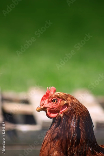 Obraz Brown Hen