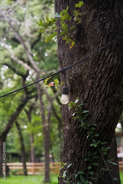 Obraz String Light Tree