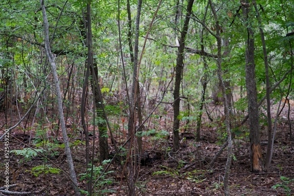 Obraz Trees in the Forest