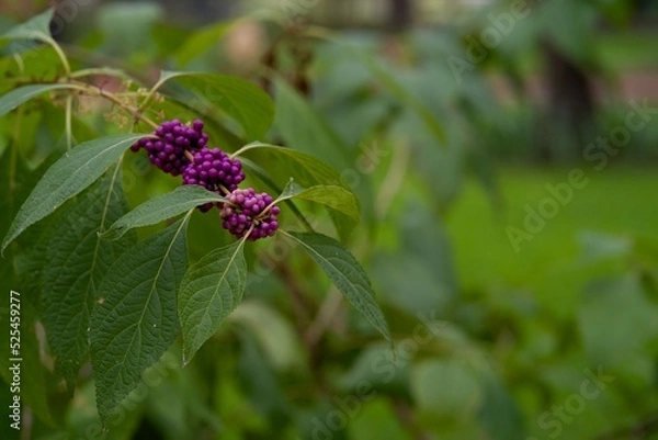 Obraz Wild berries on branch