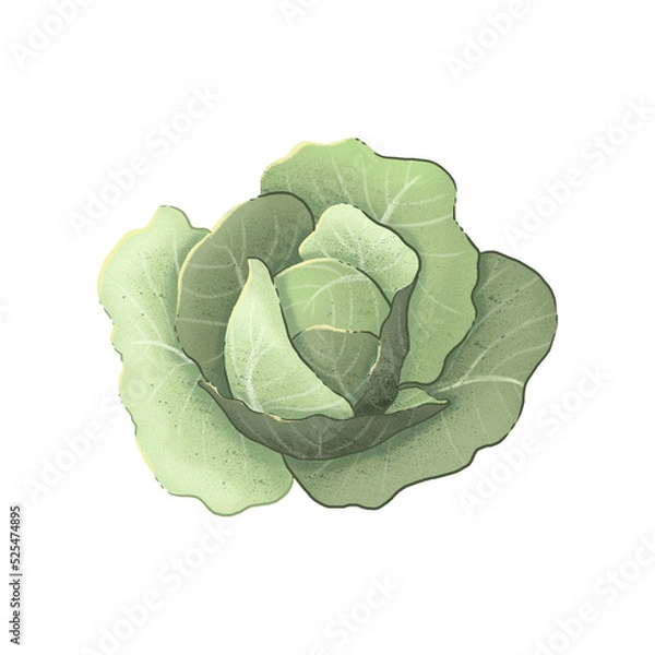 Obraz White cabbage. Illustration  on a white background. Autumn harvest.
