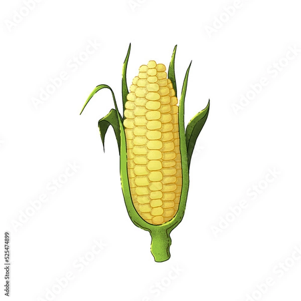 Obraz An ear of corn. Illustration on a white background. Autumn harvest