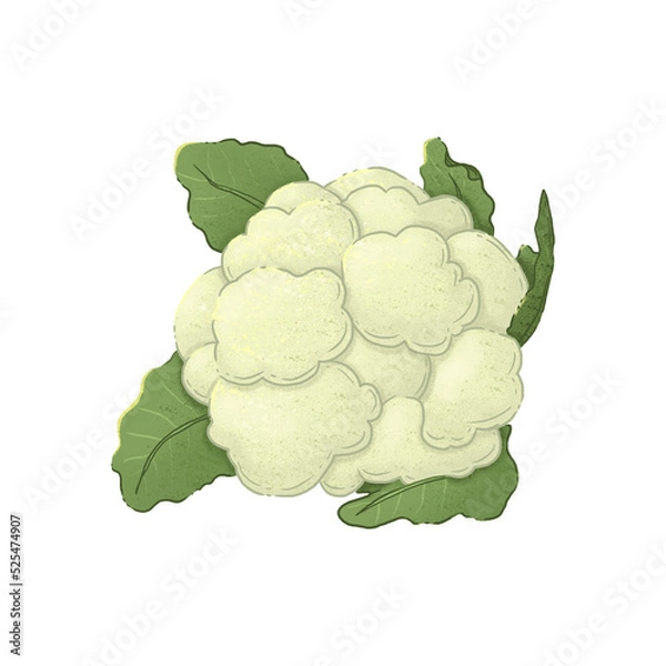 Obraz Cauliflower. Illustration on a white background. Autumn harvest.