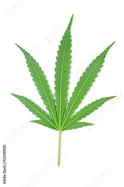 Obraz cannabis leaf isolated on white background