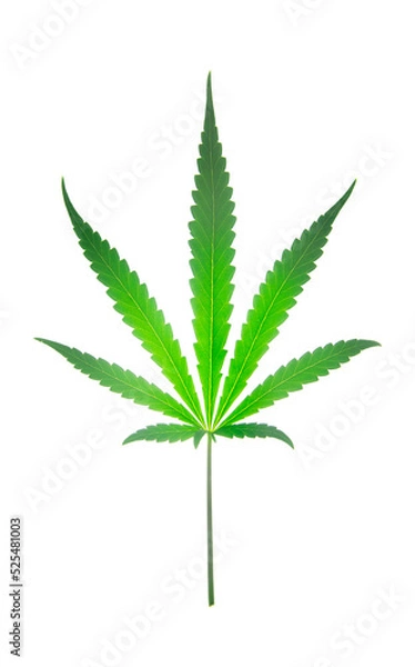 Obraz green cannabis leaf on white background