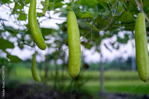 Obraz Calabash (Lagenaria siceraria) fruit from vegetable garden. locally known as bottle gourd, white flowered gourd, long melon, New Guinea bean Tasmania bean. crop planted and cultivated at farm
