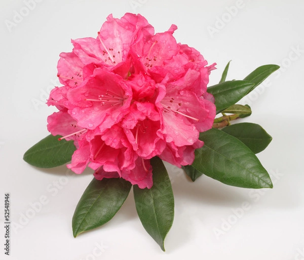 Obraz rhododendron