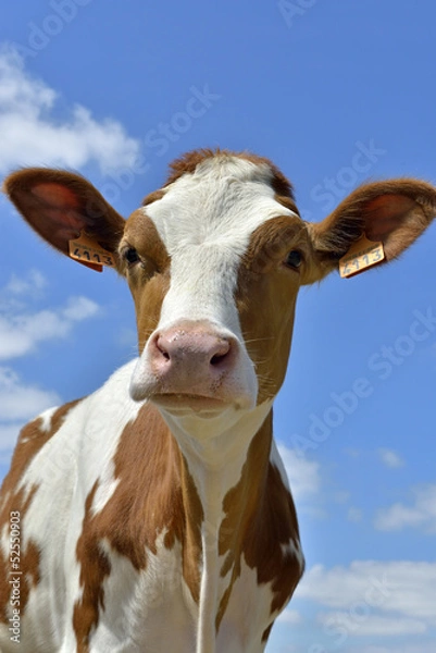 Fototapeta Pie-noir "typ" krowa pie-rouge