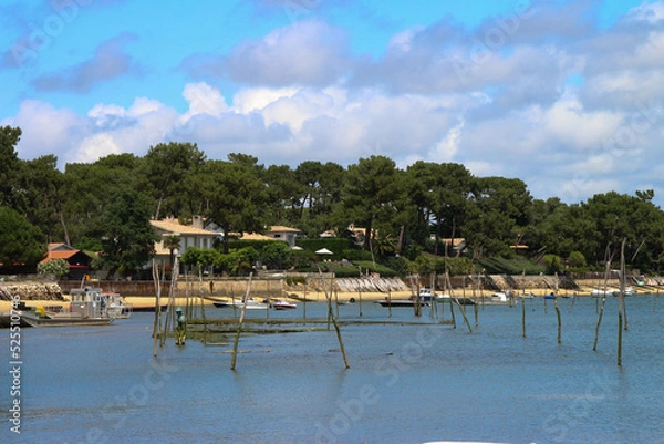 Fototapeta Cap ferret