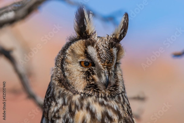 Fototapeta Long-eared Owl (Asio otus) sitting on a tree branch