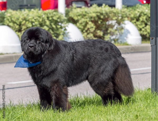 Fototapeta Great big black Newfoundland dog out for a walk on the green grass
