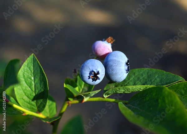 Obraz Blueberry branch close up