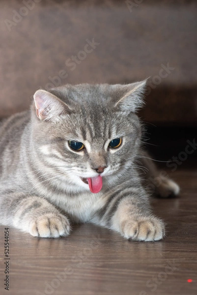 Fototapeta Grey fluffy cat with tongue sticking out, close-up, vertical frame. The cat stuck out its tongue because of the heat. Tired after the games, the cat lies resting with its tongue hanging out.