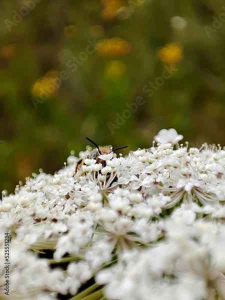 Obraz a bee sits on white wildflowers