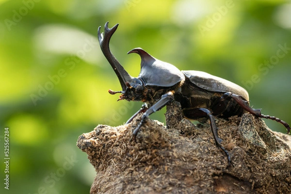 Obraz おすのカブトムシのクローズアップ