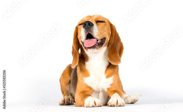 Fototapeta dog smiling on white background
