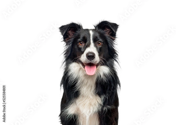 Obraz Head shot of a black and white Border Collie, panting and looking at camera