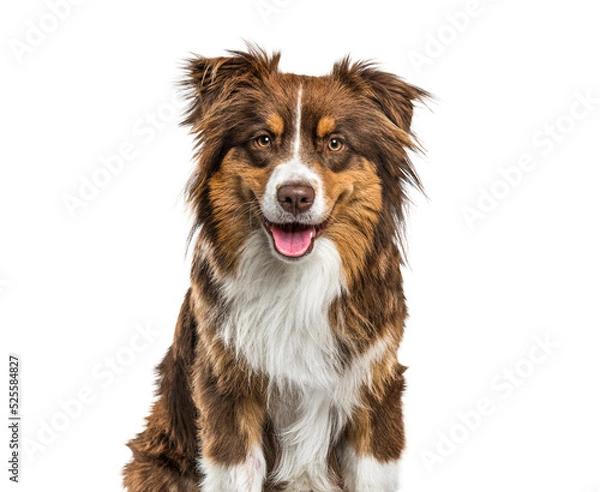 Obraz Ujęcie głowy psa australijskiego psa dyszącego