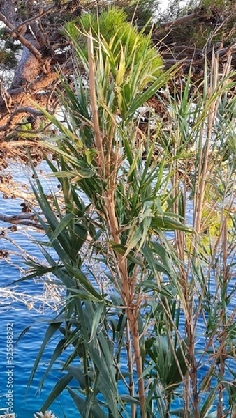 Fototapeta pine tree branches