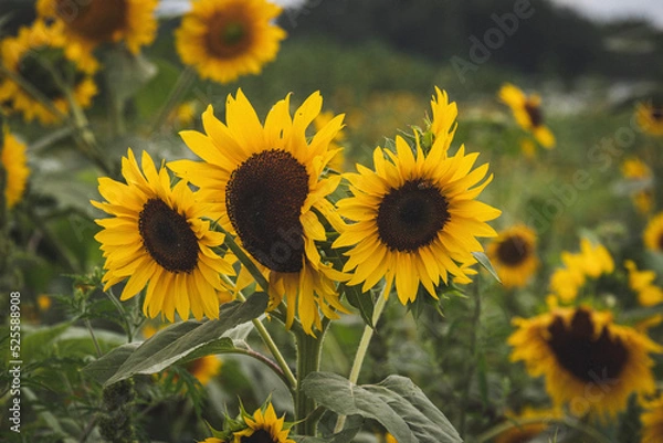 Fototapeta Sunflowers