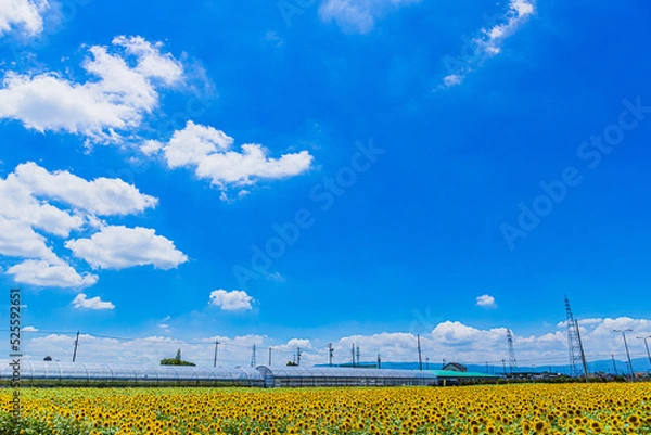 Obraz 青空とヒマワリ