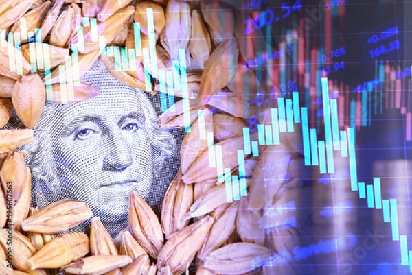 Obraz The concept of the growth of the cost of grain in the world markets with charts and stacks of coins on the background