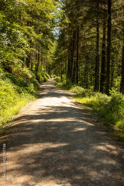 Obraz Cardinham Woods Bodmin Cornwall