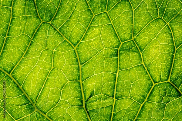 Fototapeta macro photography of leaf texture