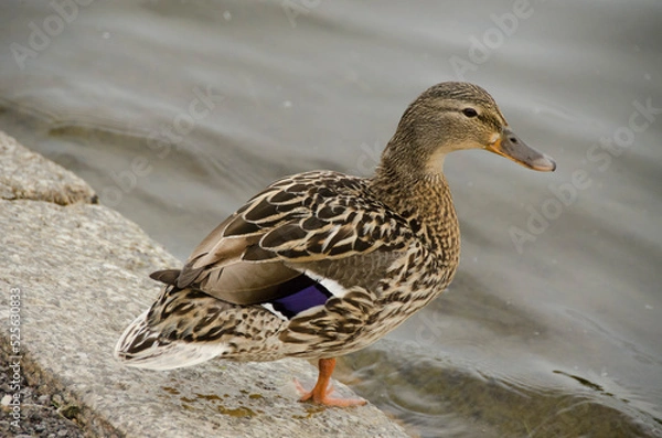 Obraz Anatre Irlandesi